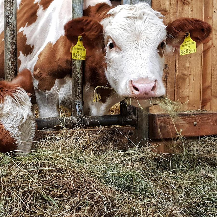 Schieplechnerhof Daire Schladming Dış mekan fotoğraf