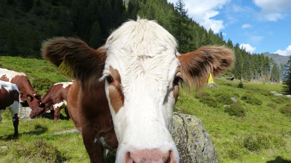 Schieplechnerhof Daire Schladming Dış mekan fotoğraf